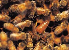 Slik starter en Honey Bee Hive