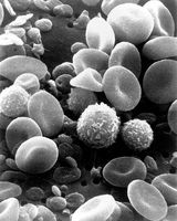 Hva gjør Blood Cells?