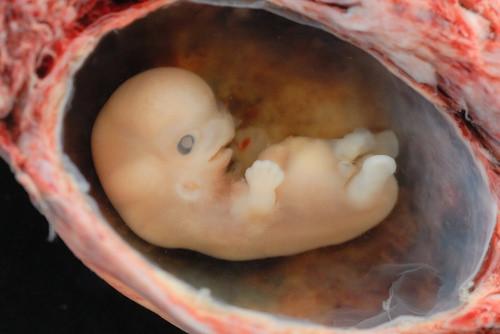 Embryoutvikling i Dyr og mennesker