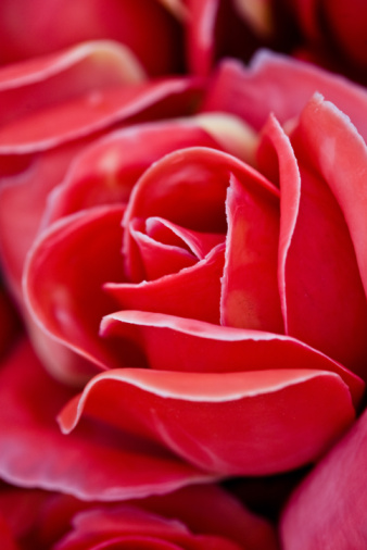DIY Red Rose brudebuketter