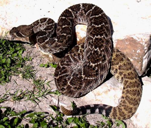 Hvordan gjenkjenne en Western Diamondback Rattlesnake