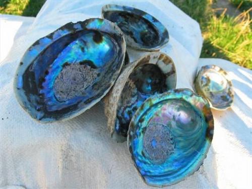 Hvordan bevare Abalone Shells