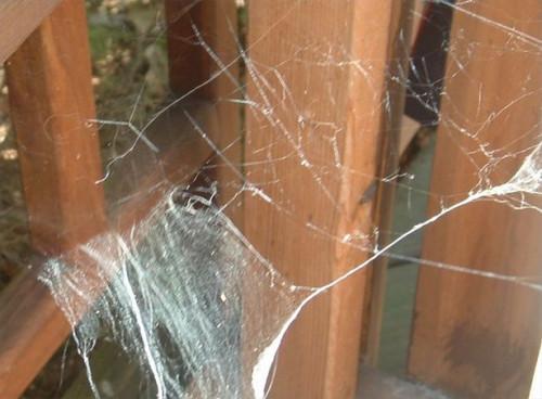 Hvordan samle Spider Webs