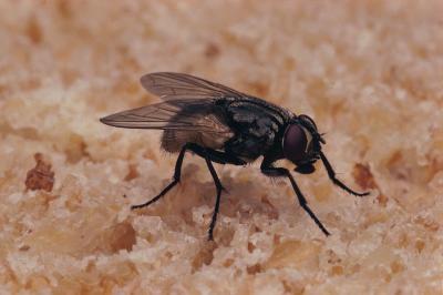 Hvordan identifisere flygende insekter i Central Florida