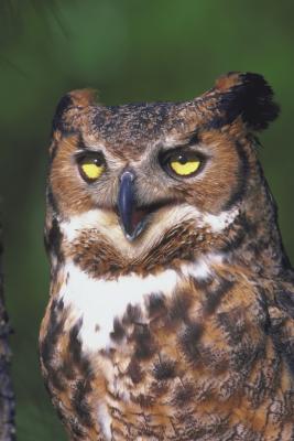 Fordeler med den store Horned Owl på økosystemet