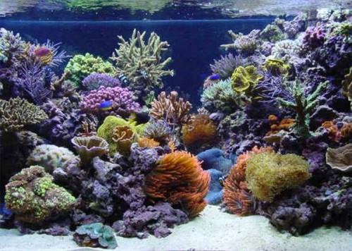 Slik finner du ut Reef Tank belysning krav