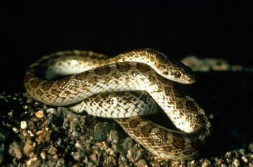 Hvordan kan Snakes legge egg?