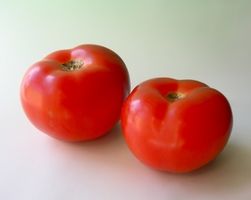 Tomato Plant Eksperimenter