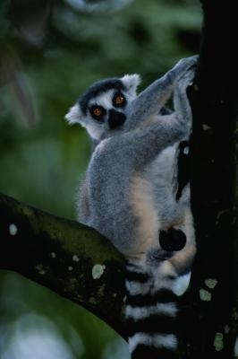 Dietter fra Ring-tailed lemurer