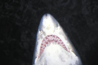 Hvordan finne Sharks 'tenner