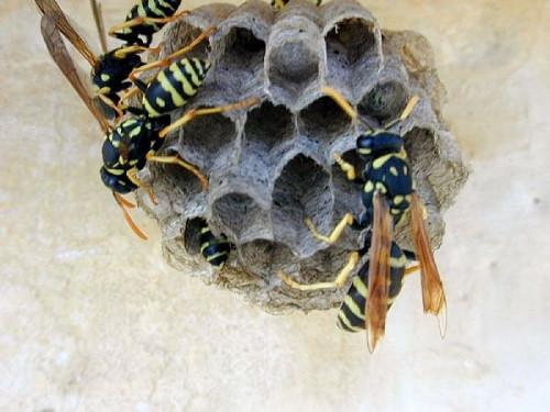 Hvordan å nøytralisere Bee og vepsestikk