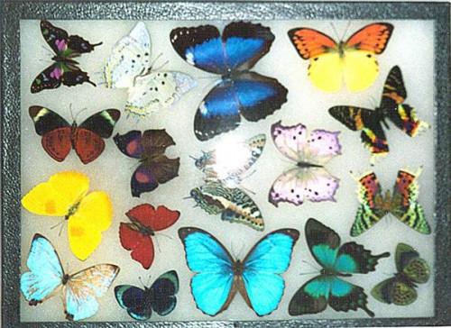 Slik viser Butterflies