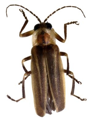 Deler av en Firefly Bug