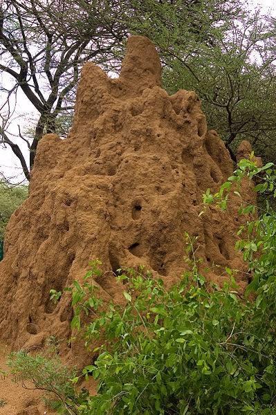 Hva gjør innsiden av en Termite Mound ut?
