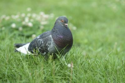 Hvordan Linje Rase Pigeons