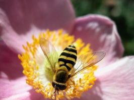 Årsaker til en nedgang på Bees