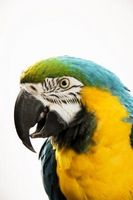 Instruksjoner for et FurReal Pet squawking papegøye