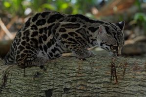Dyr som lever i tropisk regnskog Biom