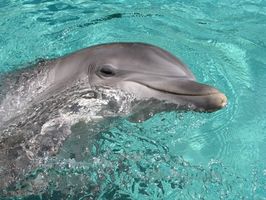 Dolphin spill for jenter