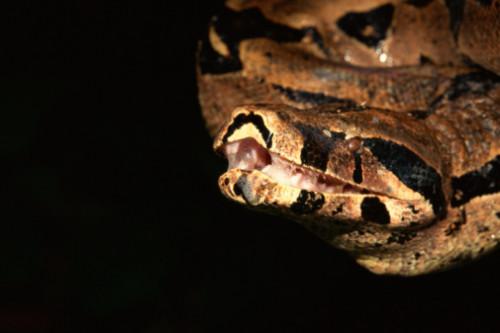 Hvordan identifisere australske Snakes