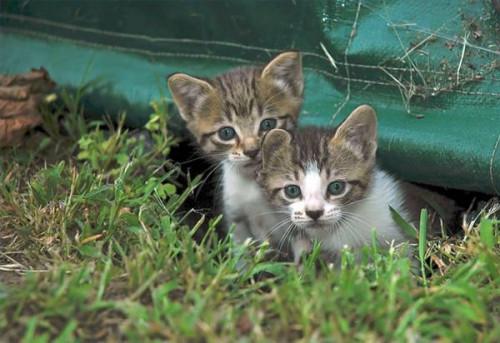 Hva skjer etter kattunger er født?
