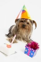 Slik vert en Birthday Party for Dogs