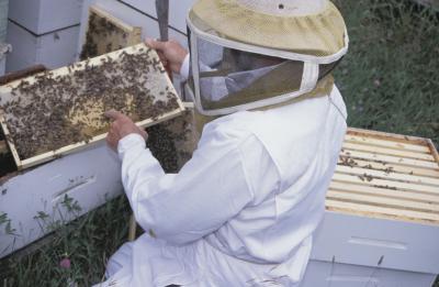 Hvordan å samle honning fra en Bee Box