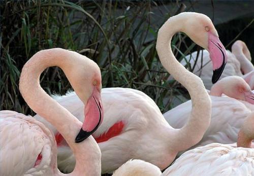 Er Flamingo truet?