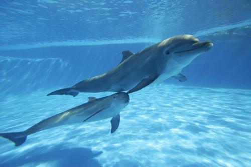 Hvorfor er Dolphins Klassifisert som Pattedyr?