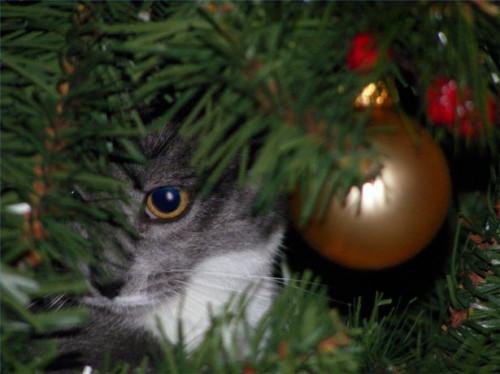 Hvordan Cat Proof ditt juletre