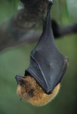 Hvordan måle en Bat Ungdommens Size