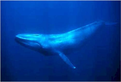 Hvor fort en hval svømme?