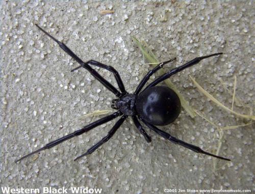Hvordan å identifisere edderkopper i Utah
