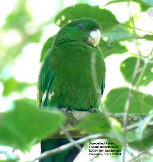 Hvordan Visste Blue Bellied Parrot Population Change?