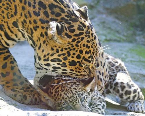 Hvordan gjøre for Jaguars omsorg for sine babyer?
