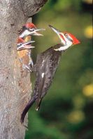 Pileated Woodpecker matvaner