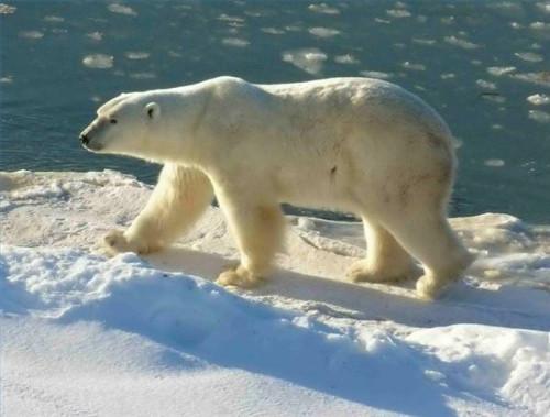 Informasjon om Polar Bears