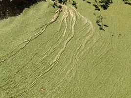 Hvordan Fosfater i Vaskemidler påvirke veksten av alger i vannet?