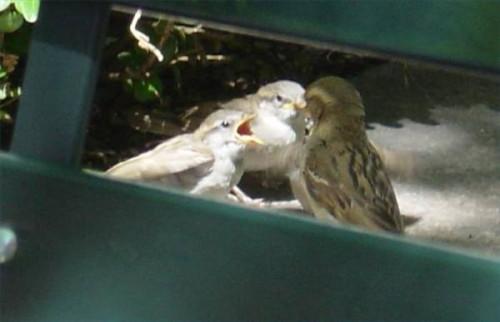 Hvordan Sparrows Mate Do?