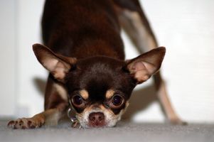 Hvordan lage en Chihuahua Gain Weight