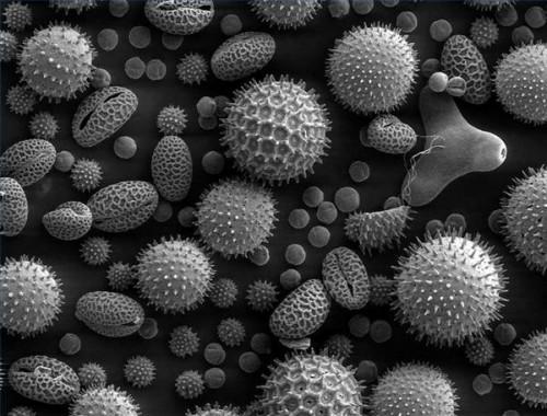 Hvordan er Pollen dannet?