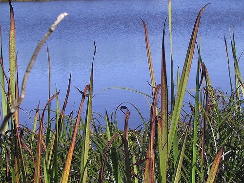 Hva slags planter leve i en dam Biom?
