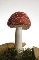Typer av Red Mushroom sopp