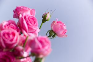 Pink & White Wedding Roses