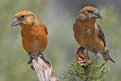 Orange Bird Identification