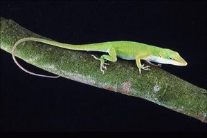 Hvordan identifisere en liten Florida Lizard