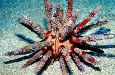 Stadier av celleutviklingen i et Sea Urchin
