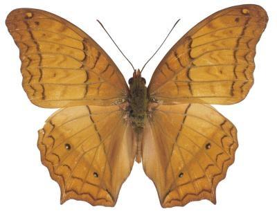 Hvordan en Cruiser Butterfly Tilpasser seg en Biom