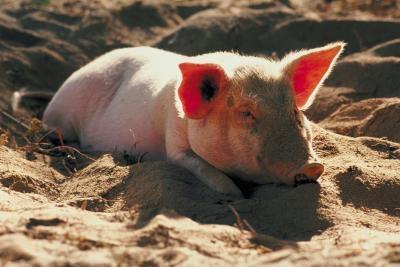Hvordan Raise Pigs & Hogs