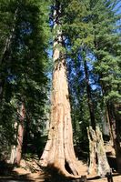 Informasjon om Giant Sequoia Trees of California